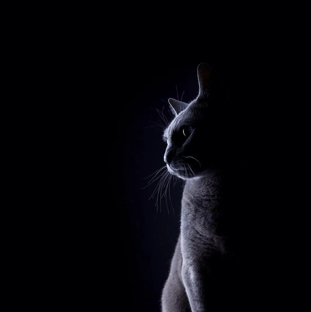 Картинка кот на черном фоне. Кошка на черном фоне. кошка на темном фоне. коты в темноте.