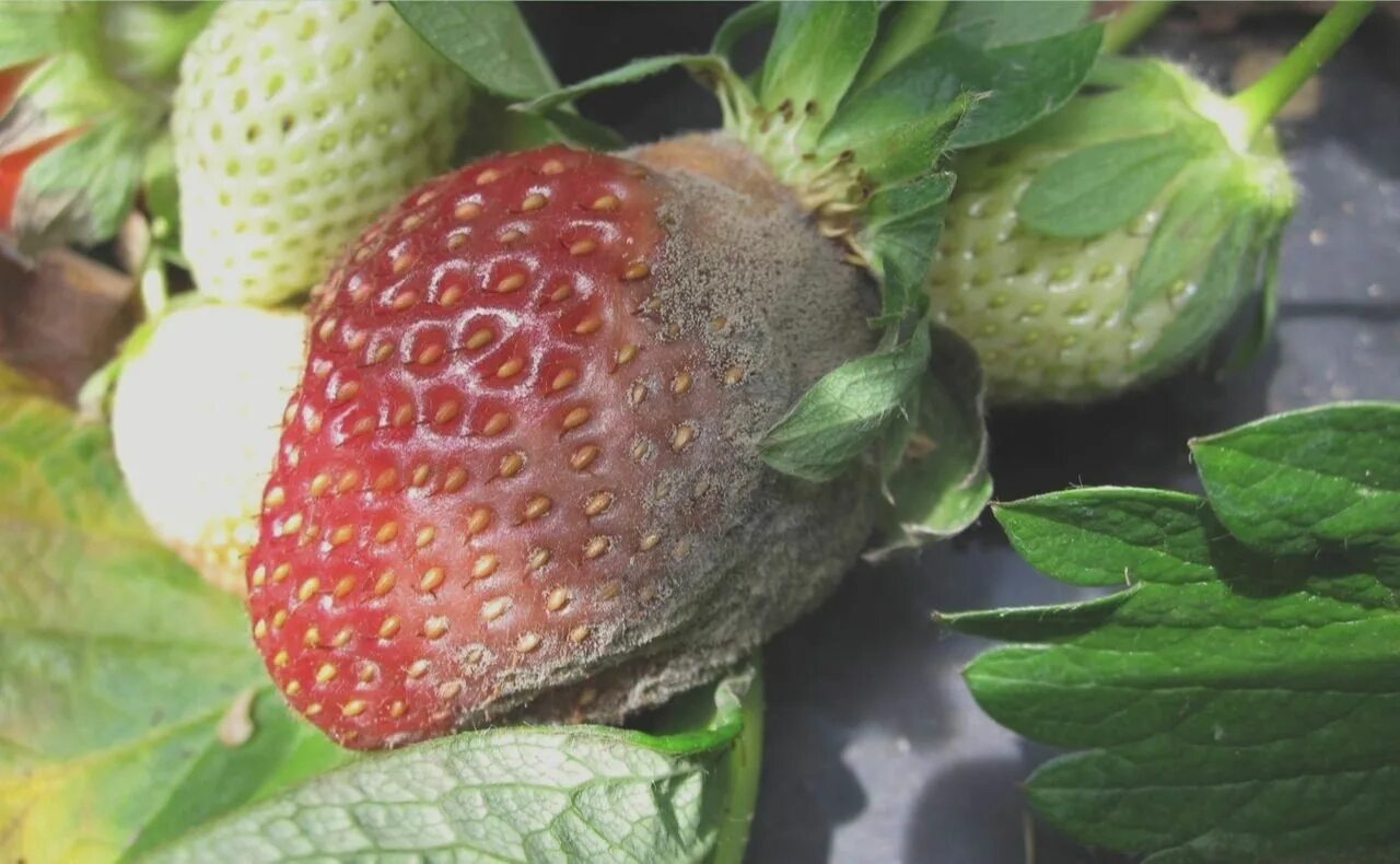 Botrytis cinerea клубники. Серая гниль земляники. Botrytis cinerea («благородная гниль»). Земляника гниет. Серая гниль на клубнике.