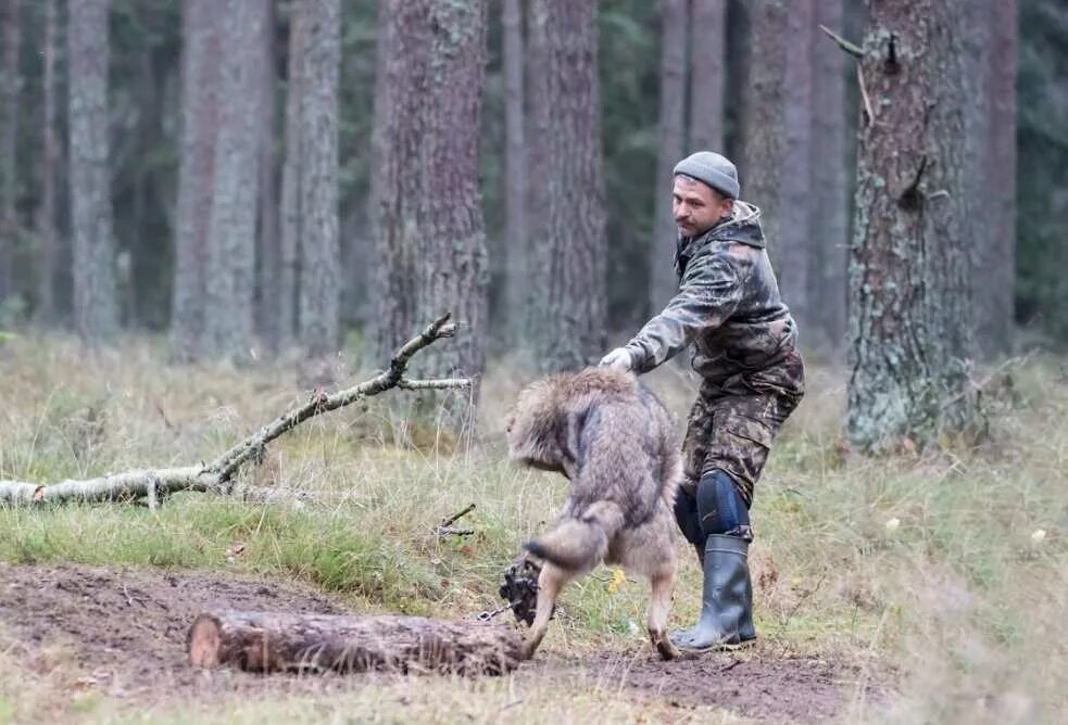 Волки охотятся стаей. Полесский заповедник волки. Волки выходят на охоту. Волки выходят на охоту. Волки выходят на охоту.