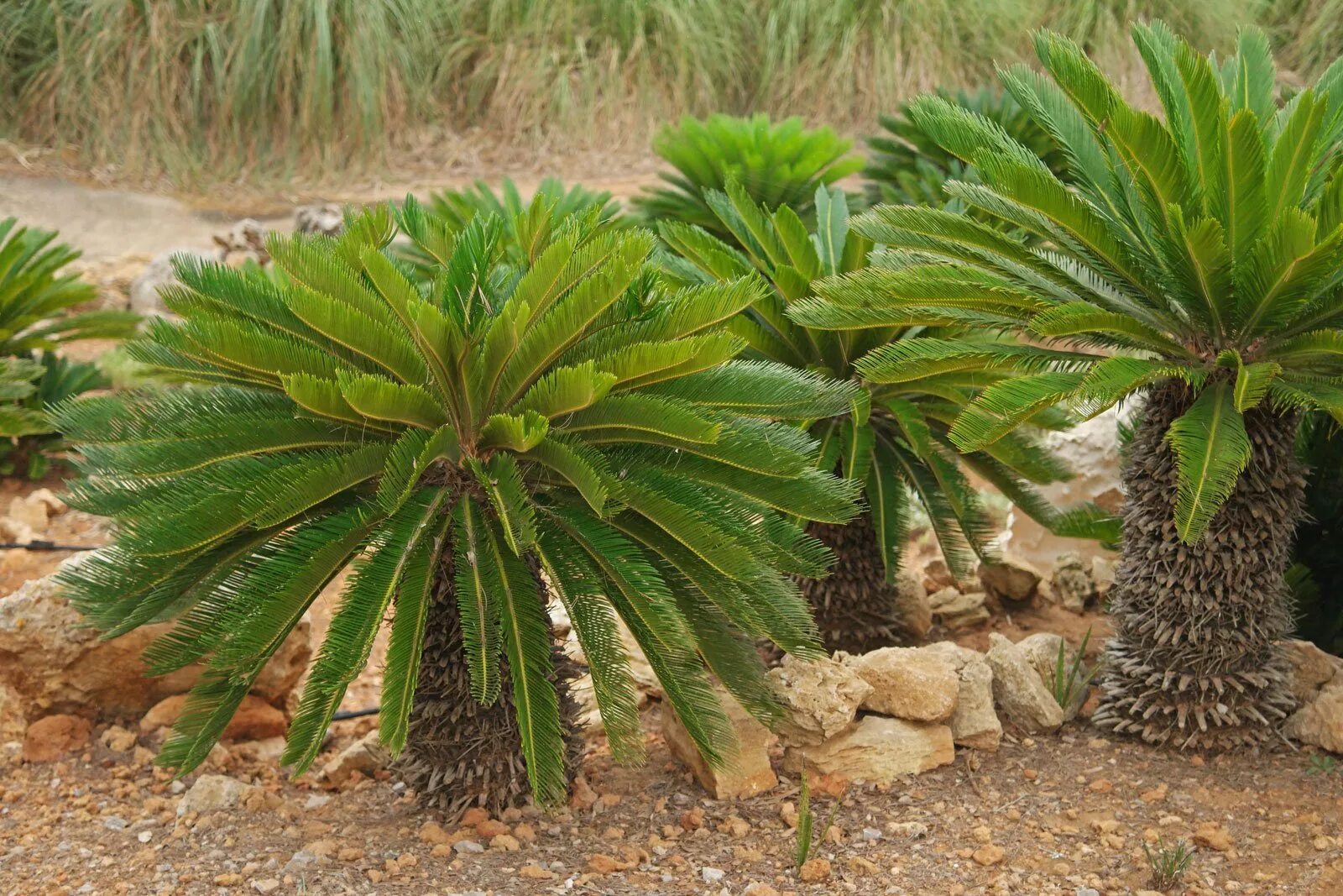 Cycas revoluta. Саговник цикас. саговниковые поникающий. саговник поникающий cycas revoluta. саговник саговая пальма.