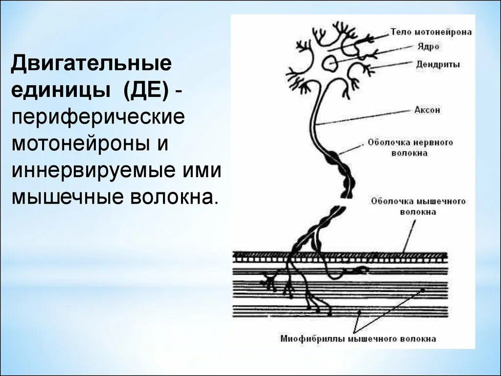 Схема строения двигательной единицы. Двигательные единицы мышц физиология. Схема двигательной единицы физиология. Строение двигательной единицы мышцы.