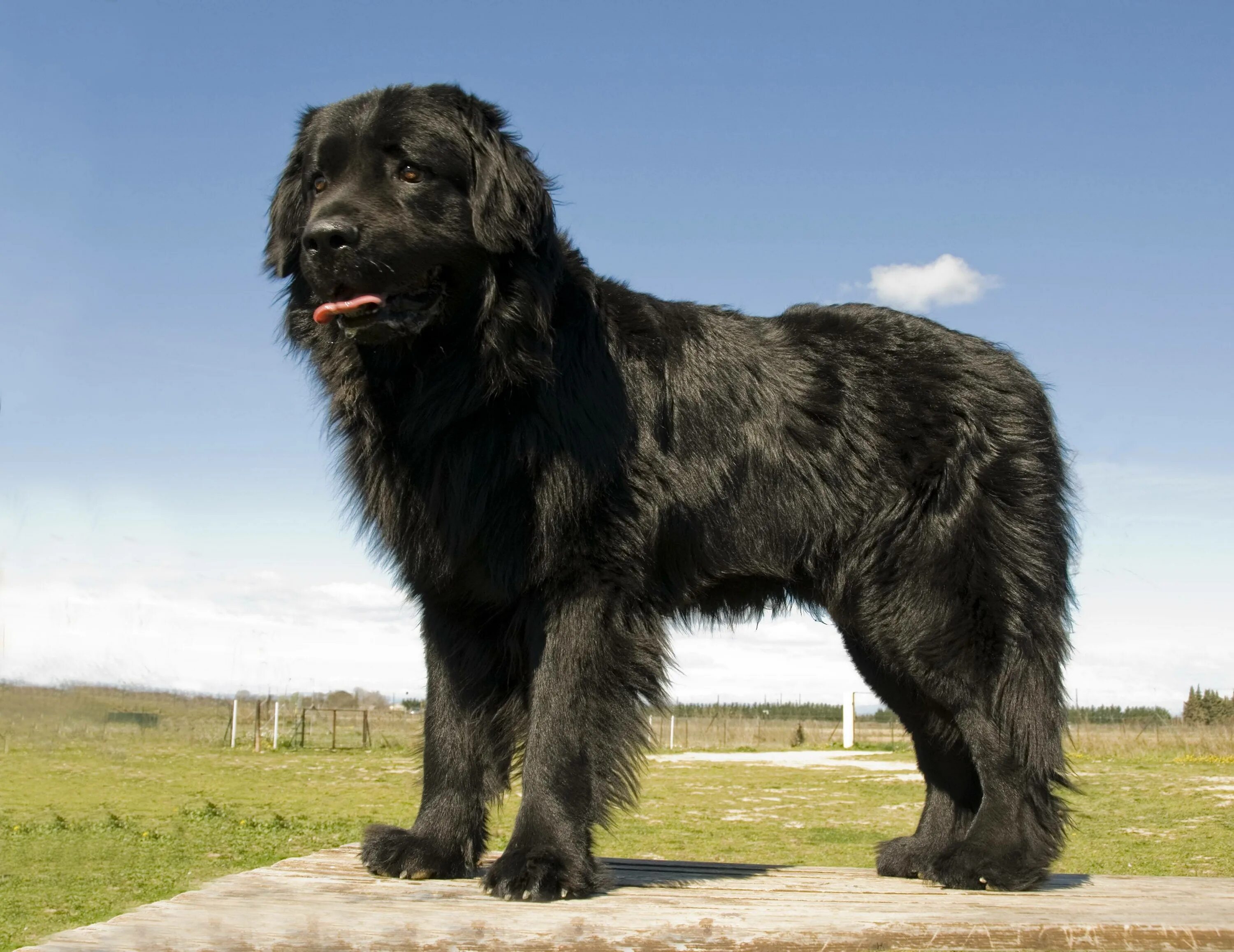 Самая большая собака название. Ньюфаундленд. Ньюфаундленд водолаз. Мини ньюфаундленд. Ньюфаундленд и овчарка.