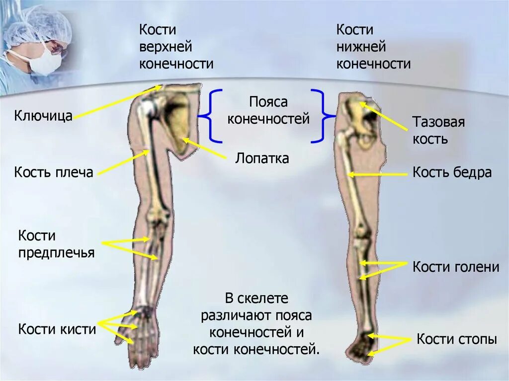 Кости верхних и нижних конечностей. Верхние и нижние конечности анатомия. Кости верхней и нижней конечности анатомия. Кости верхних и нижних конечностей человека. Запястье голень и позвоночник