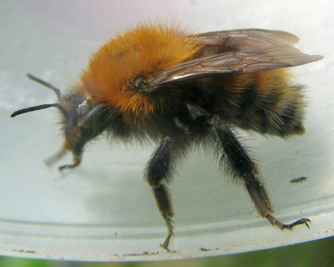 Brown banded. Bombus humilis. Bombus humilis говорят. Common Carder Bee. Bombus humilis где обитает.