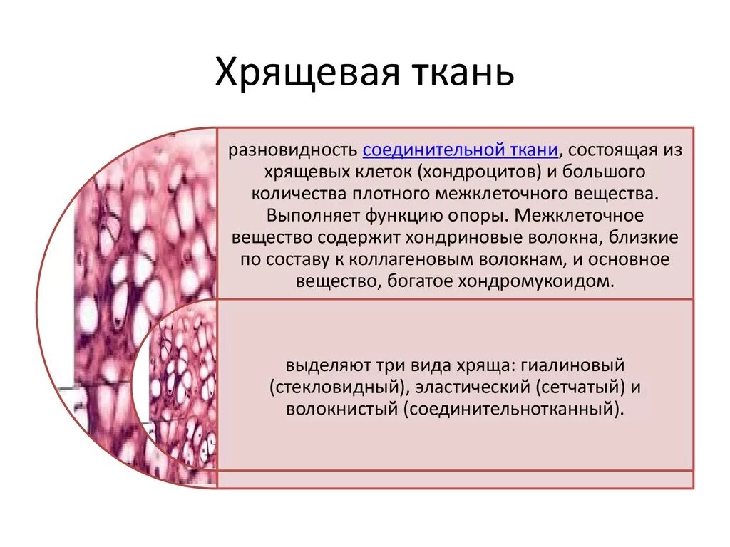 Структурные изменения ткани. Особенности строения соединительной ткани хрящ. Структурные компоненты хрящевой ткани. Хрящевая соединительная ткань характеристика. Особенности строения хрящевой соединительной ткани.