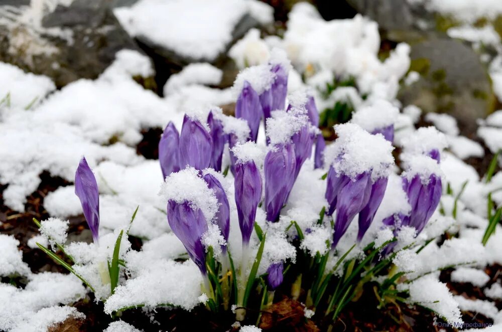 «Крокусы под снегом». Цветы из под снега. Крокусы из под снега.