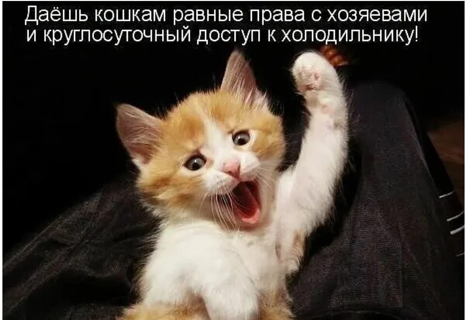 Балинезийская кошка трехцветная. Милые котики. Смешные котята с надписями. Самые красивые и милые собаки. Чаузи кошка.