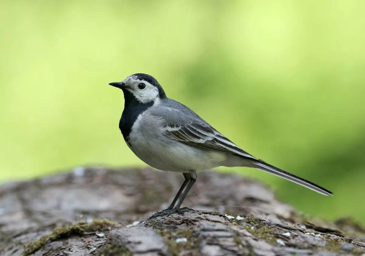 Фото трясогузки. Белая трясогузка Motacilla Alba. Трясогузка, птичка, трясогузка.. Трясогузка Луговая. Птица трясогузка Плиска.