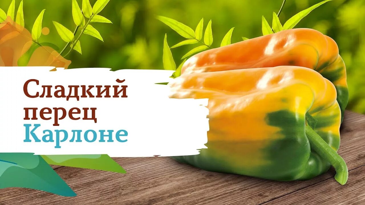 Перец сладкий Карлоне F 1 "Сады России" - купить семена в интернет-магазине с до