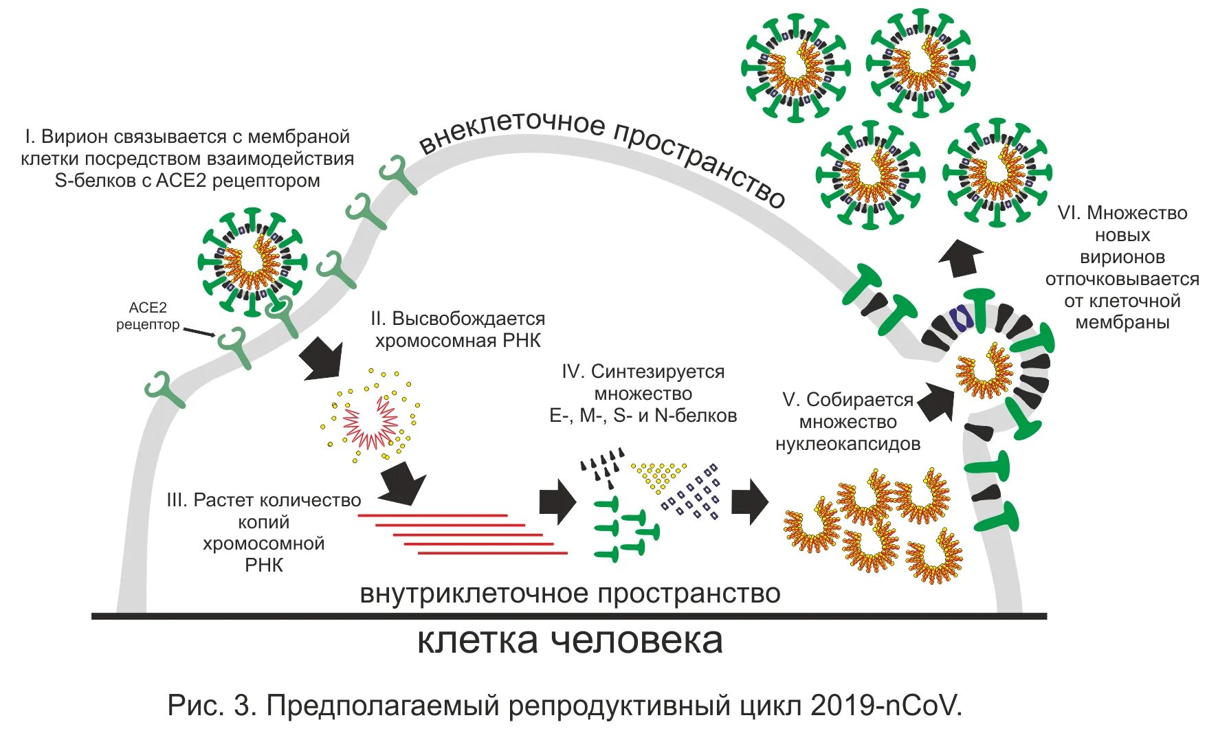 Коронавирусная инфекция патогенез схема. Механизм действия коронавируса схема. Схема заражения человека коронавирусом. Схема развития коронавируса. Инфицирования коронавирус