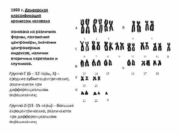 Какую форму имеет хромосома. Денверская классификация хромосом основывается на. Денверская классификация хромосом человека таблица. Хромосомы по денверской классификации. 10 Кариотип классификация хромосом типы хромосом.