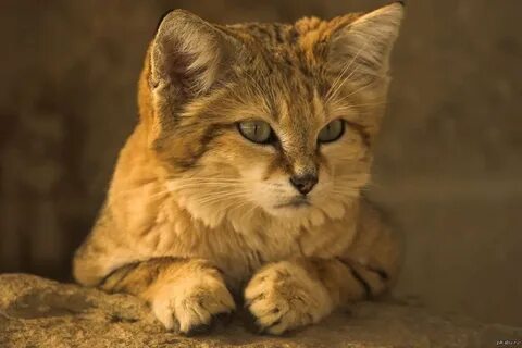 Бархатный кот