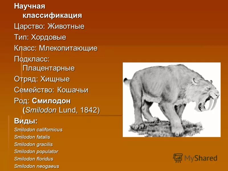 Царство тип класс отряд вид животных. Амурский тигр описание. Классификация животных 5 класс тигр. Уссурийский тигр царство тип класс отряд семейство род вид. Классификация животных 5 класс тигр.