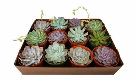 Plants company