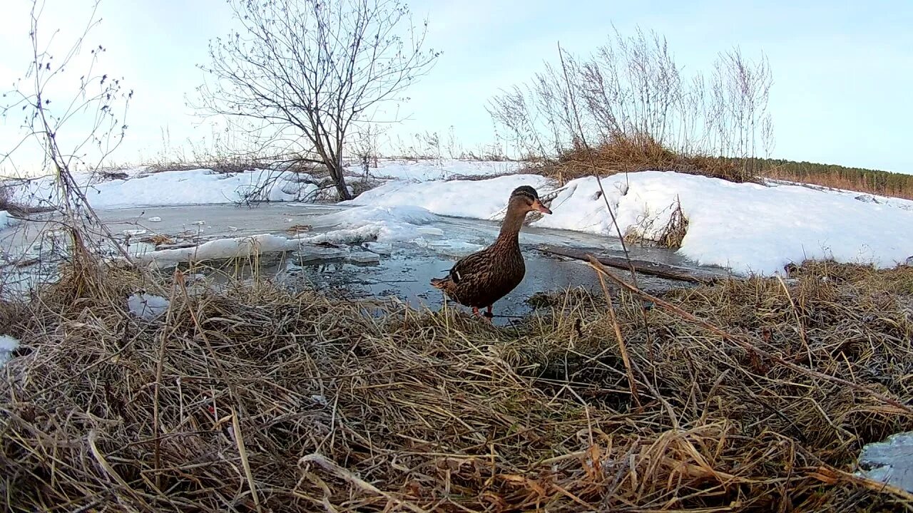 Подсадной уткой весной видео. Вызаривание подсадной утки. Охота с подсадной уткой. Охота с подсадной уткой весной. Весенняя охота на селезня с подсадной.