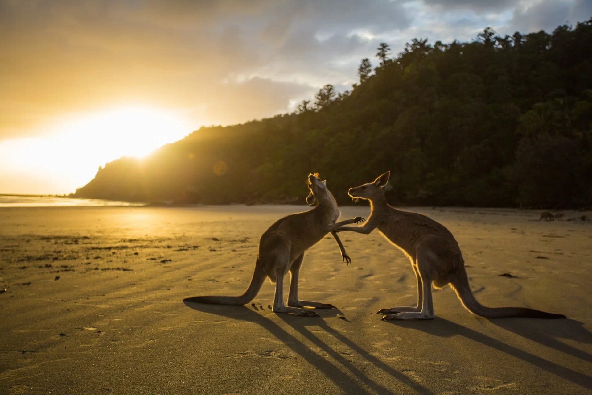 Остров кенгуру в Австралии. Остров кенгуру (Kangaroo Island). Остров кенгуру (залив сент-Винсент). Австралия природа кенгуру. Дикие животные островов