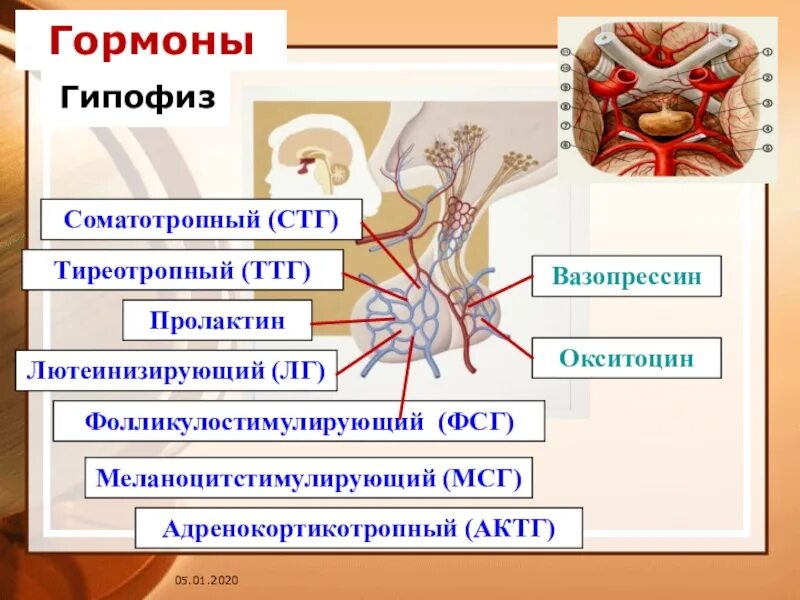 Мсг гормон. Гипофиз пролактин. лютеинизирующий гормон гипофиза. тиреотропный гормон гипофиза. соматотропный гормон гипофиза.