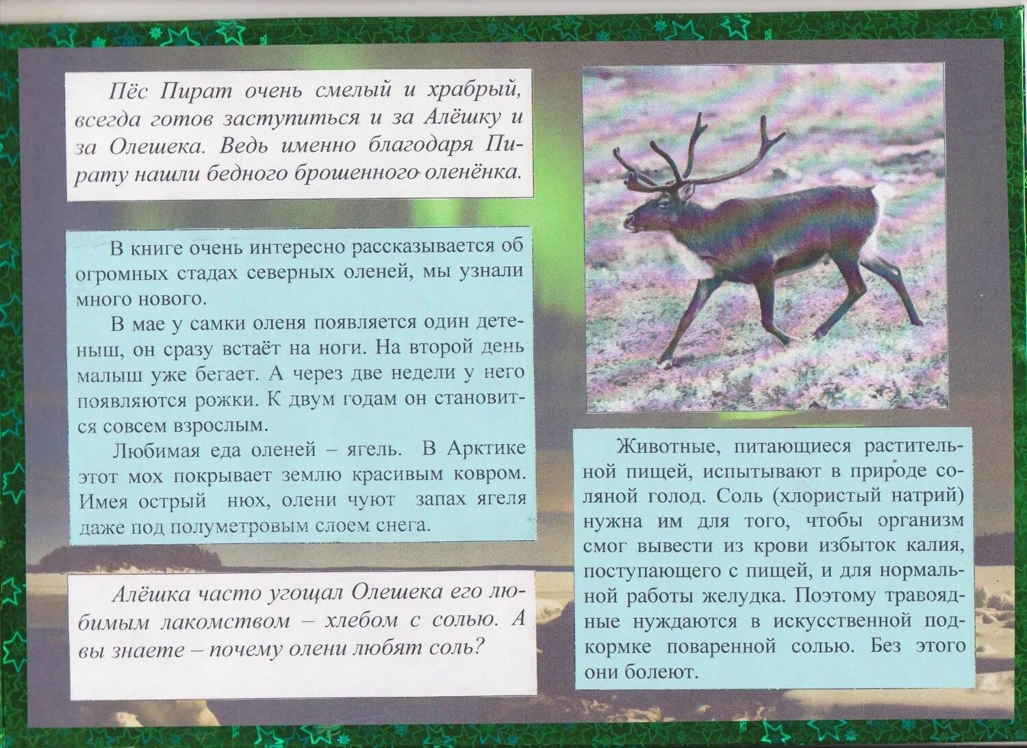 солевой олень. ферма северных оленей карелия. что едят олени. почему олени любят соль. солонцы для животных.