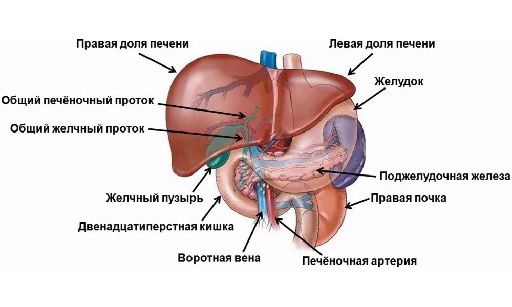 Содержится в печени человека. Печень анатомия человека расположение. строение печени и желчного пузыря. анатомическое строение печени. желчный пузырь схема расположения.