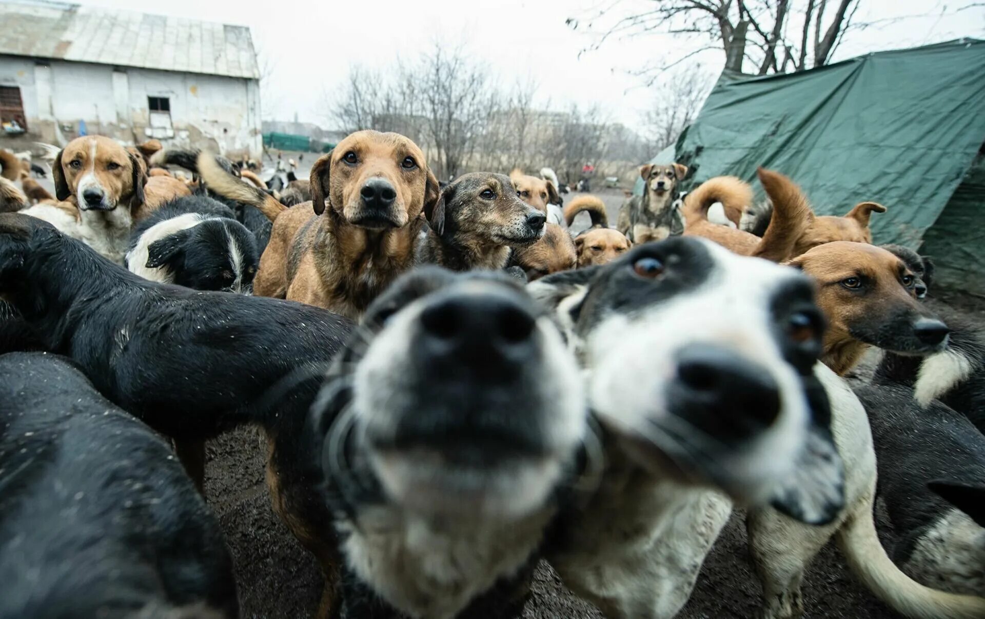 Много бездомных животных