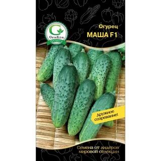 Огурец маша описание сорта отзывы