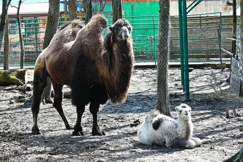 Зоопарк свет