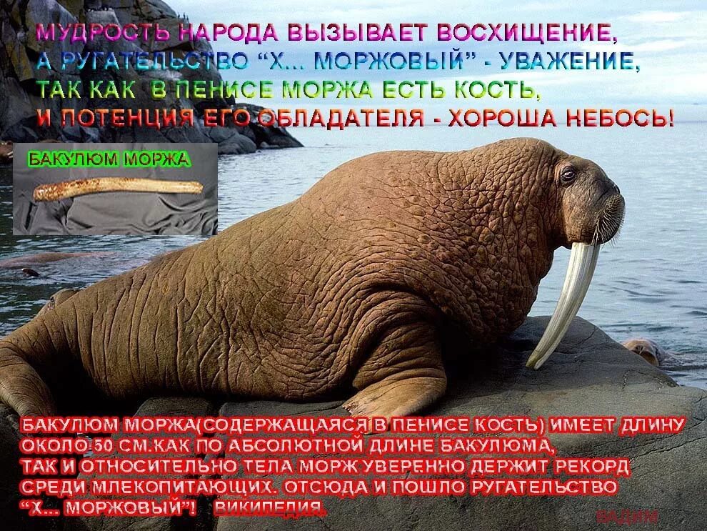 шутки про моржей. холод карикатура. морж смешной. морж прикол. шутки про моржей.