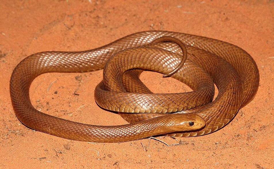 Тайпан ядовитая. Австралийский Прибрежный Тайпан. Тайпан змея Австралии. Внутриматериковый Тайпан. Тайпан Маккоя змея.