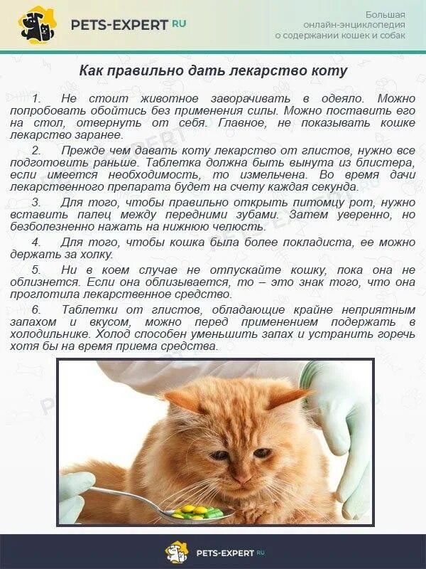 Можно коту таблетку валерьянки. Как правильно дать лекарство кошке. Как правильно давать таблетки кошкам. КСК правильно давать кошке таблетки. КПК дать таблетку коту.