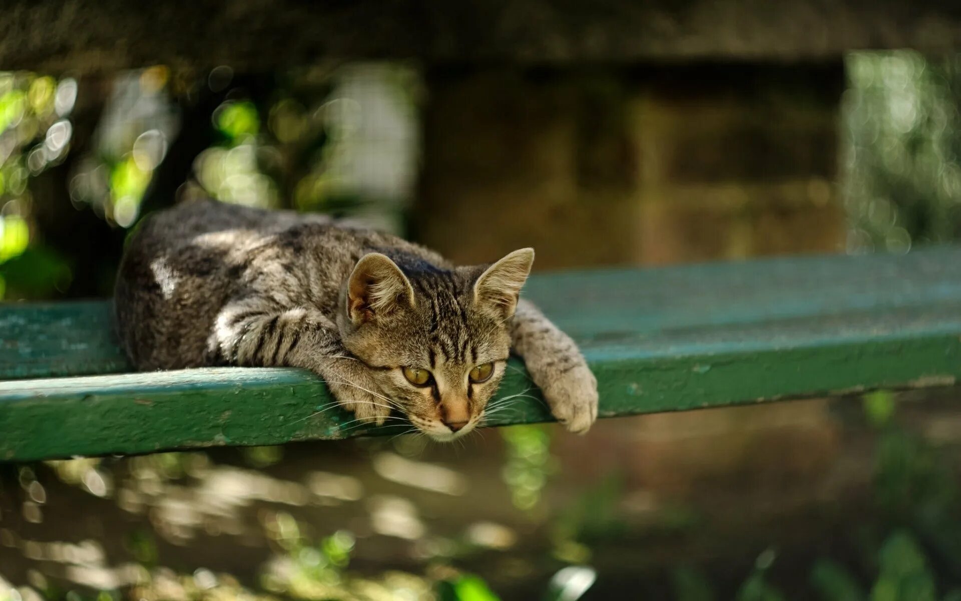 Кот смотрит вниз. Кот на скамейке. кот на лавке. котенок на скамейке. кот спит на скамейке.