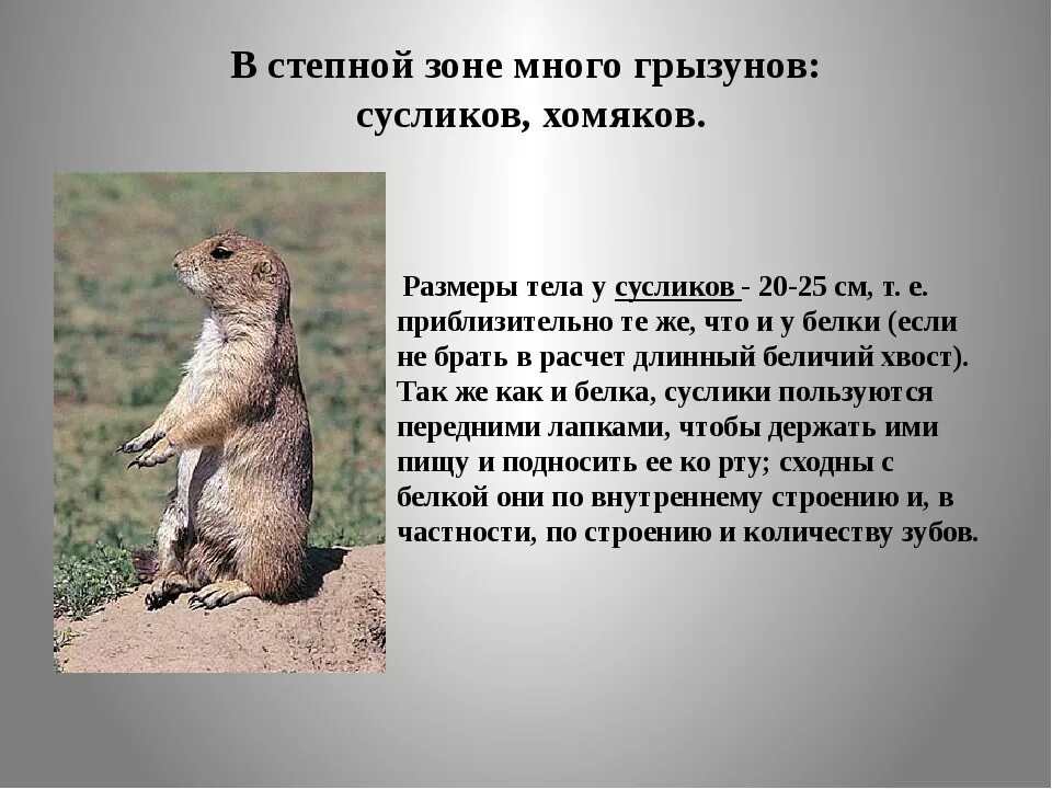 Доклад животные степи 4 класс
