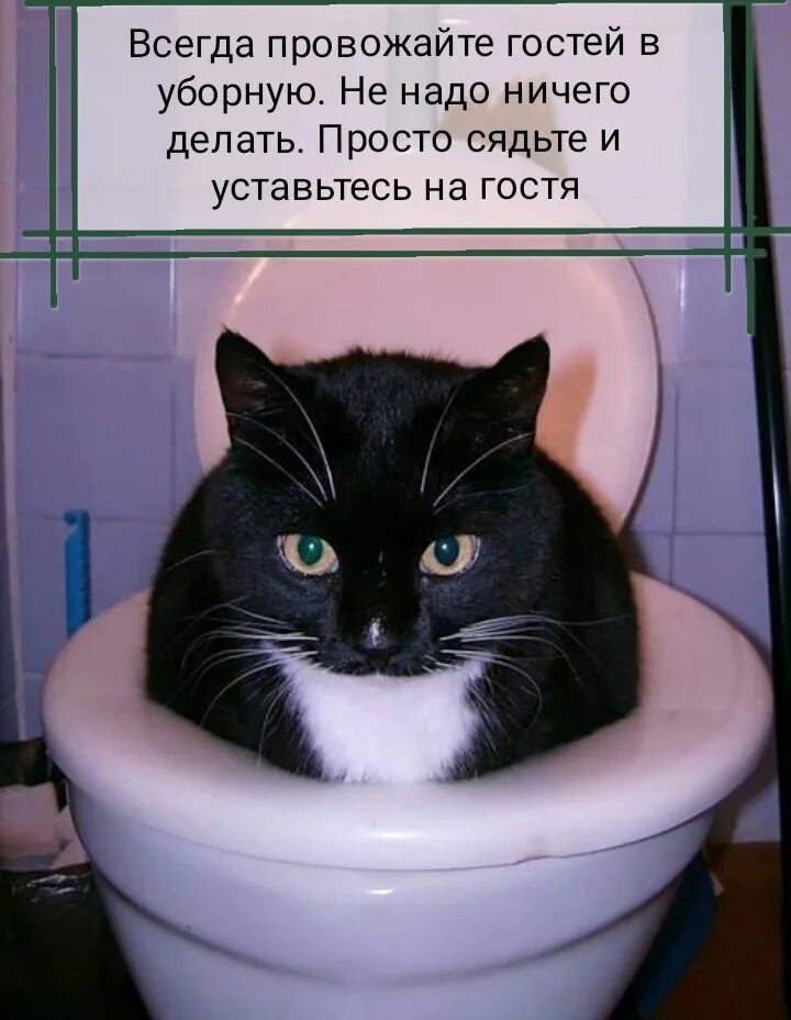 Котенок мяукает туалет. Кот на унитазе. Котик в туалете. Унитаз для кошек. Смешной котенок в унитазе.