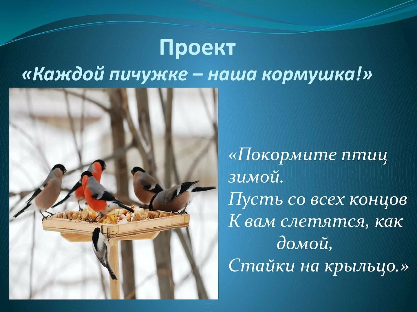 Покормите птиц зимой. Накорми зимующих птиц. Покорми птиц зимой для дошкольников. Акция Покормите птиц зимой.