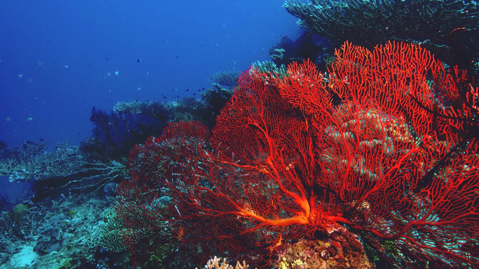 Красный коралл Кишечнополостные. Большой Барьерный риф коралловые полипы. Красный коралл красный Корал. Красный коралл рифы.