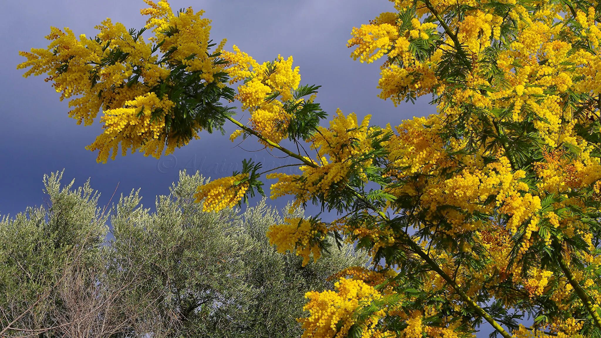 Цветение мимозы в абхазии. Мимоза в батуми. Цветущая мимоза в испании. Акация серебристая мимоза. Дерево мимозы в абхазии.