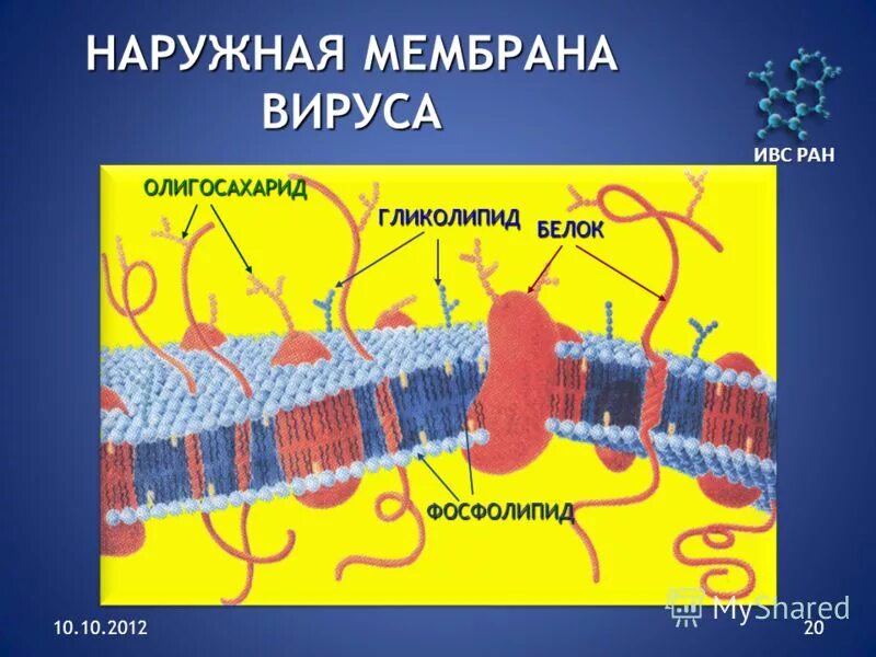 2. 1. Институт высокомолекулярных соединений. Гидрофильные полимеры. Массоперенос при горении.