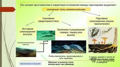 Какие биотические отношения сложились