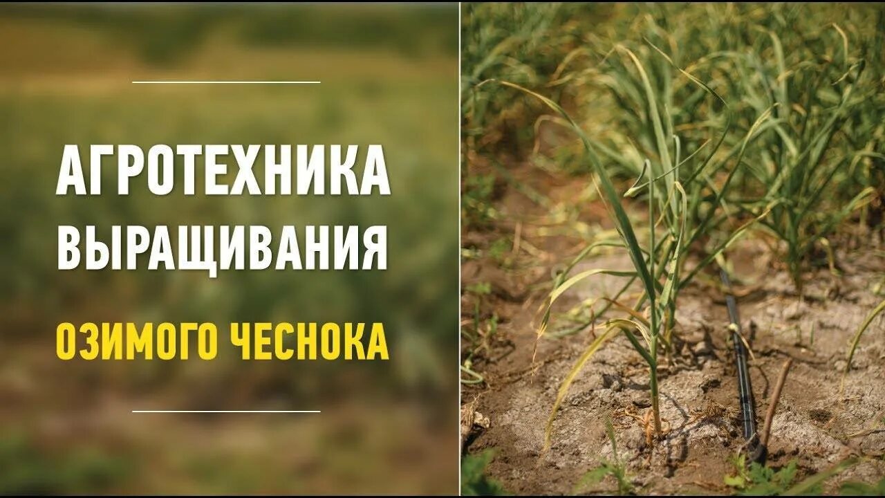 Чеснок в огороде. Лук стардаст на грядке. Чеснок растет. Агротехника чеснока. Агротехника чеснока.