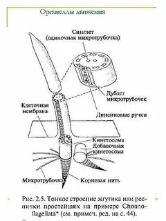 Кинетосома это