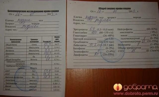 На каких паразитов сдавать. Анализ крови на глисты. анализ на паразитов по крови. гельминтоз анализ крови. название анализа крови на глисты.