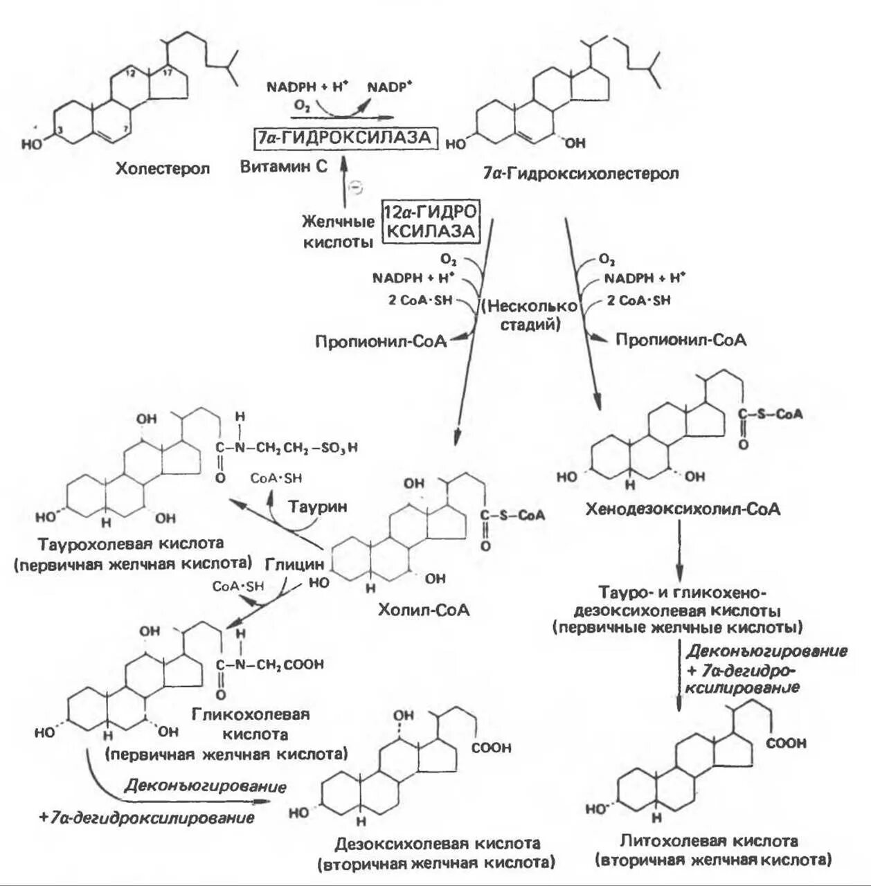 Желчные кислоты печени. Схема синтеза холестерола биохимия. Синтез желчных кислот из холестерина биохимия. Превращение холестерола в желчные кислоты. Схему синтеза первичных желчных кислот из холестерина..