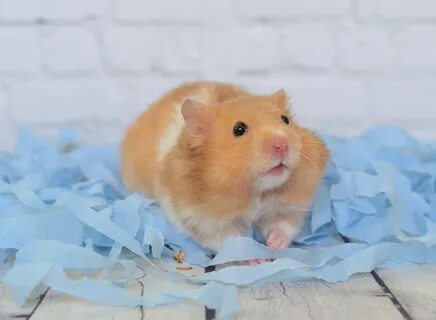 Хомяк рыже белый