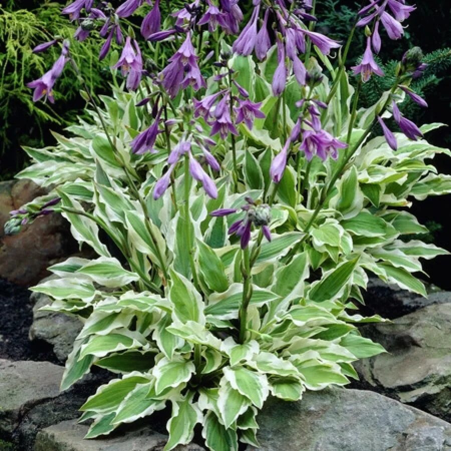 Хоста хост мастер. Хоста ground master. хоста граунд мастер / hosta graund master, с2. хоста....     ground. хоста гибридная &#039;wide brim&#039; цветение.