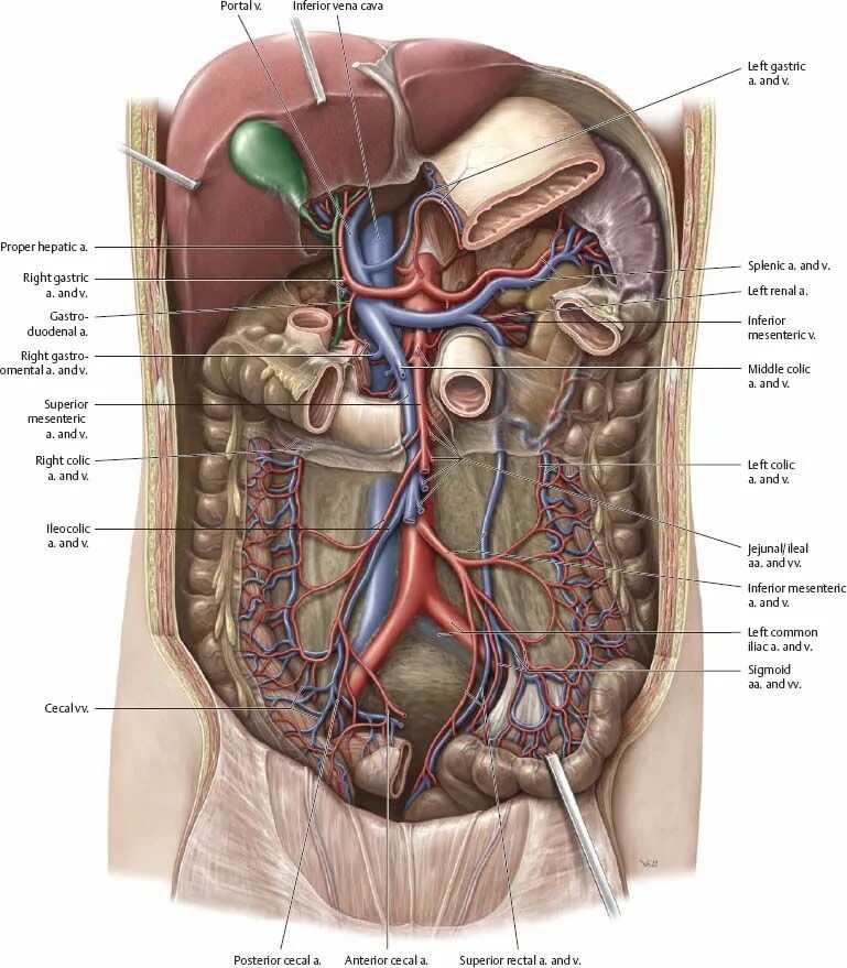 Органы брюшной полости 3д. Анатомия брюшной полости человека. Анатомия органов человека брюшной полости.