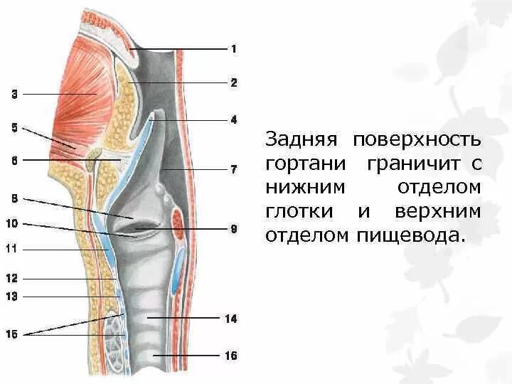 Гортаноглотка строение отделы. Анатомия и физиология гортани и трахеи. Клиническая анатомия гортани.