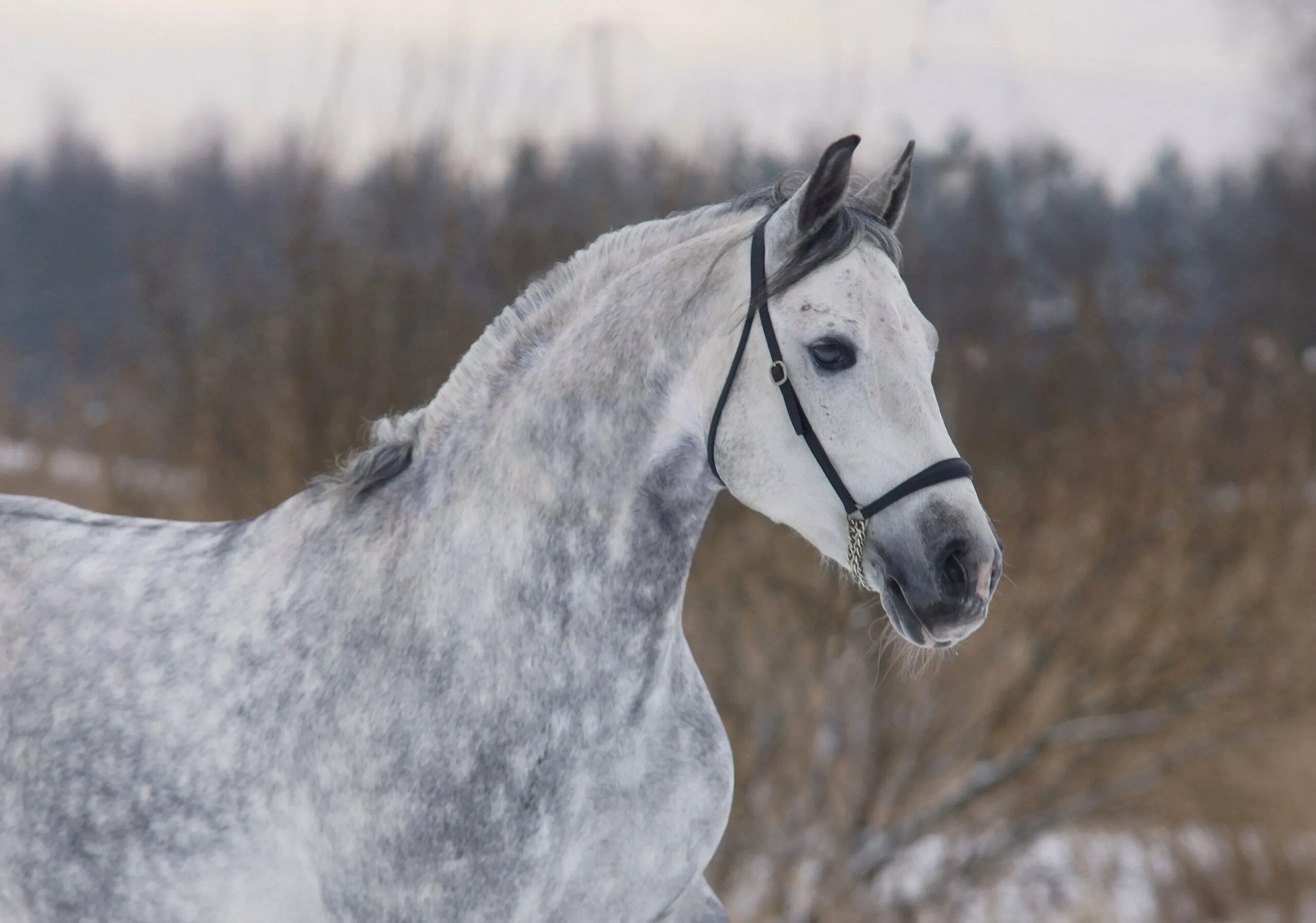 Пегий орловский рысак. Белая масть лошади. Андалузская лошадь серая. Серый конь. Орловский рысак форелевая масть.