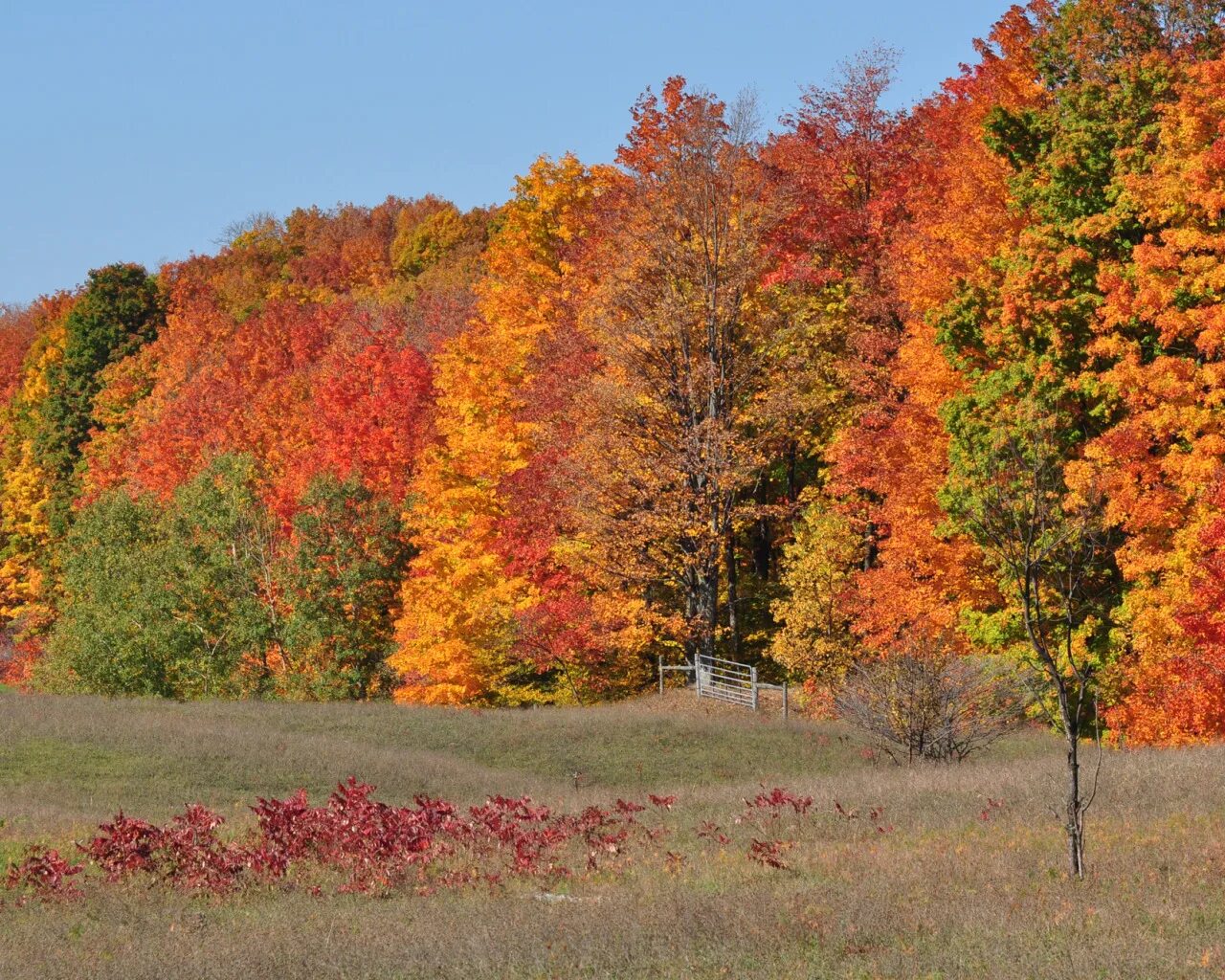 Free Images : path, meadow, leaf, fall, flower, autumn, park, season, maple tree