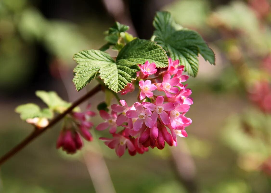 Смородина Лучия цветение. Ribes (смородина) Цветущая. Черная смородина цветение. Цветок красной смородины.