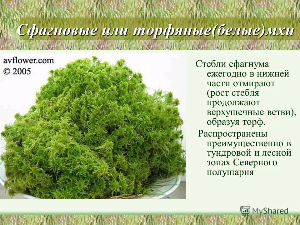Как люди использовали сфагновый мох. Сфагнум характеристика. мох сфагнум характеристика. сфагнум для комнатных растений. мох сфагнум для комнатных растений.