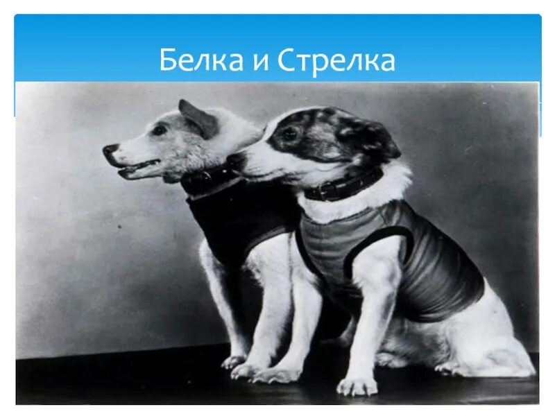 Белка и стрелка полёт в космос 1958. Белка и стрелка собаки космонавты. Белкаистрелка (собака-космонавт). Первые собаки в космосе.